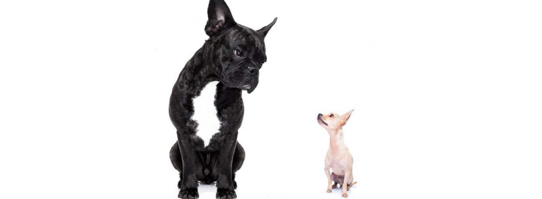 David vs. Goliath; why the biggest recruitment agencies aren’t always the right choice David vs. Goliath; why the biggest recruitment agencies aren’t always the right choice
