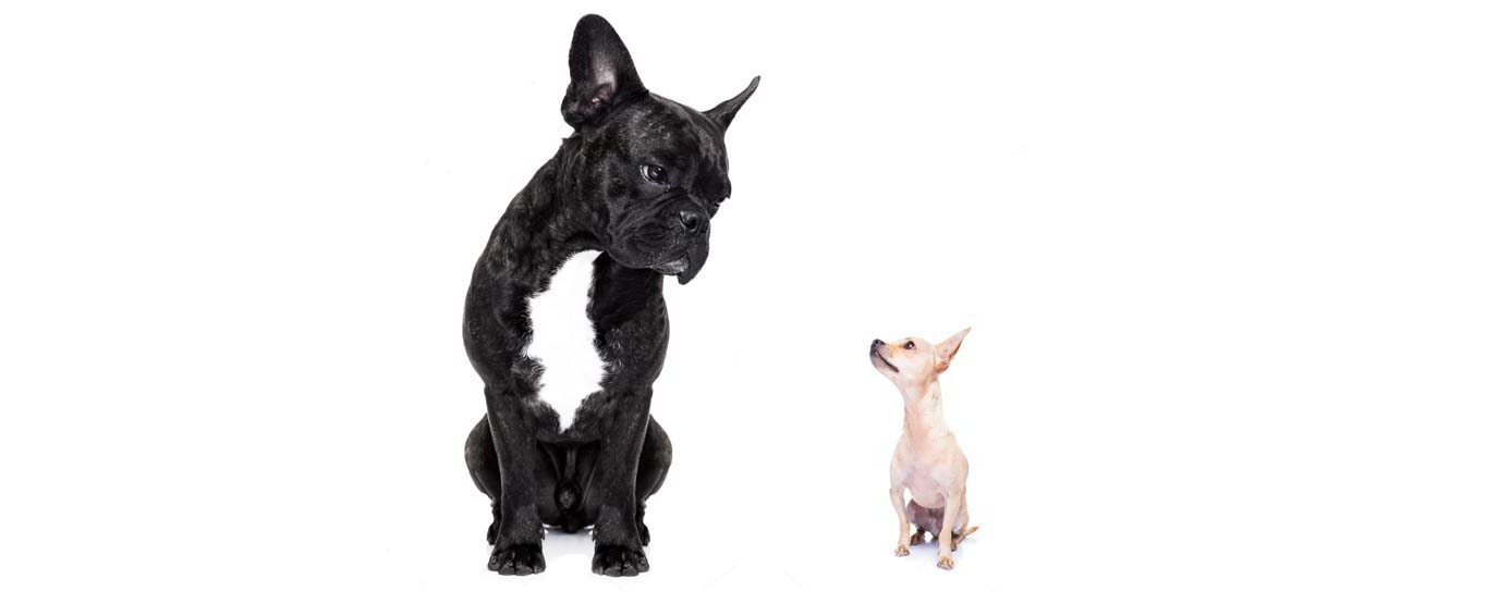 David vs. Goliath; why the biggest recruitment agencies aren’t always the right choice David vs. Goliath; why the biggest recruitment agencies aren’t always the right choice